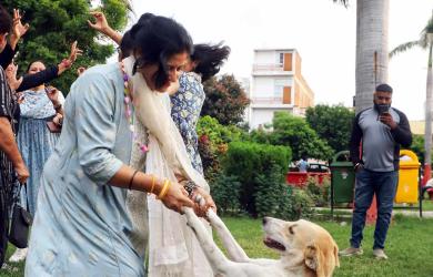 Victory For Pooches
