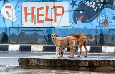 UP horror: Girl mauled by stray dogs, gets 17 stitches on face