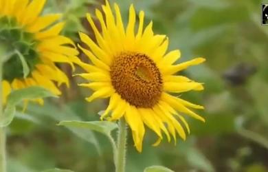Nilambur's Golden Glory