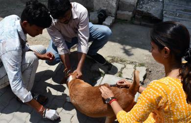 Delhi: Woman Allegedly Assaults Guard Over Stray Dog Beating