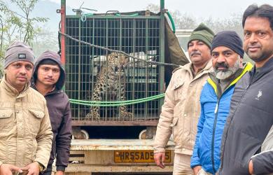 Man Killed in Leopard Attack in Indian Village; Authorities Order Capture