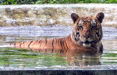 Beat the Heat, Tiger Style