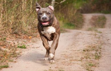Mumbai man unleashes pet dog on minor boy, booked