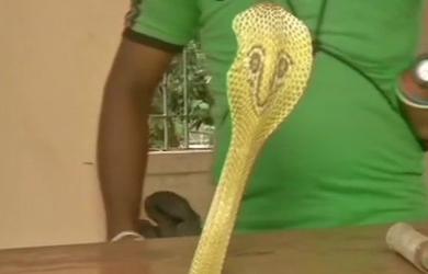 Stunning! One-year-old child bites cobra to death in Bihar