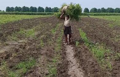 MP farmer's Rs 3 income shocks Internet; officials say 'clerical error'