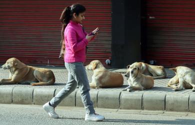 Rabies Confirmed in Stray Dog That Fatally Attacked Bedridden Woman in Kerala