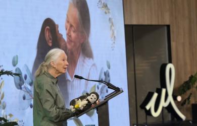 Primatologist and chimpanzee expert Jane Goodall dies at 91