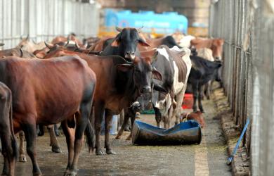 Gau Bhakts To Enter Poll Fray In Bihar