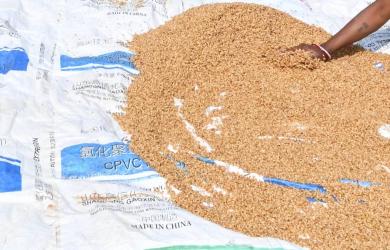 After over 3-year ban, govt okays 2.5 mt wheat exports