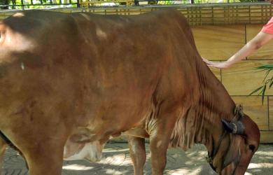 Man arrested for 'sexually assaulting' cow in Bengaluru