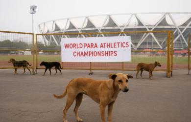 Dog-bite scare jolts Para Worlds; MCD steps up action