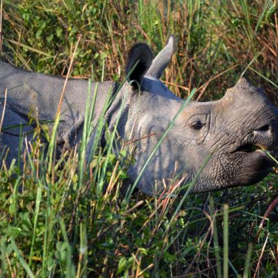 Rediff.com: Running with rhinos