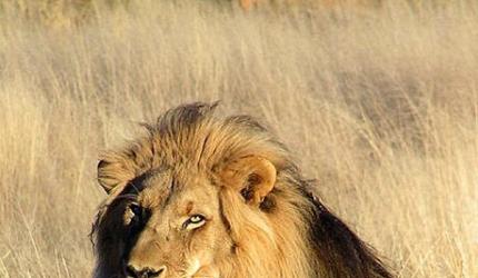 Lion, Eagle or Frog: What animal personality is your BOSS?