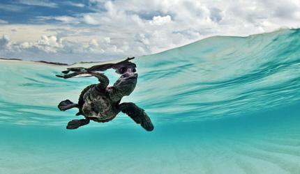 The wonderful world of underwater photography