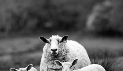 5 great foods for counting sheep