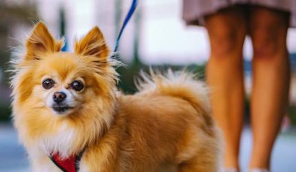 A dinner date with your pet