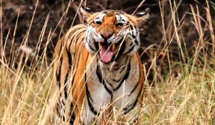 Pix: Is this tiger smiling?