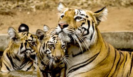 Tiger diaries: Lara and her cubs