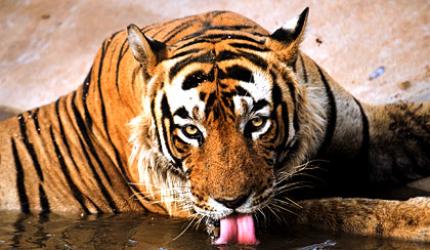 Tiger diaries: Wild cat on the prowl