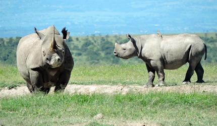 Photos! The baby rhino named after Dia Mirza