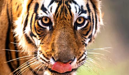 Tiger diaries: Meet Laadli and Arrowhead from Ranthambore