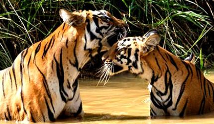 Rare pix of India's national animal
