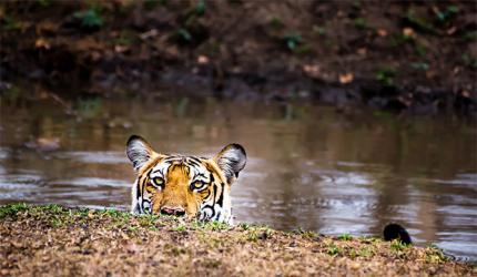 Why we must save our tigers