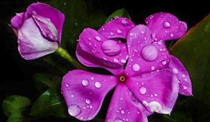Monsoon blooms: L'il drops of joy