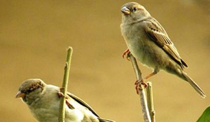 World Sparrow Day: Share your photographs