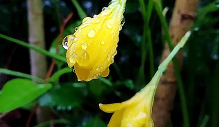 Monsoon pix: Colourful, fresh blooms