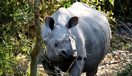 Kaziranga to Kerala: Pix that define India's beauty