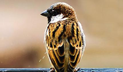 World Sparrow Day: Send us your pictures