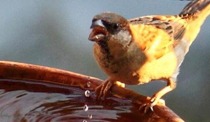 World Sparrow Day: Stunning pix from readers