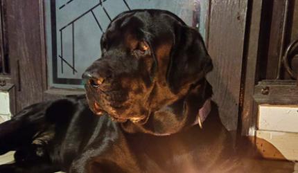 This dog is the HAPPIEST in lockdown