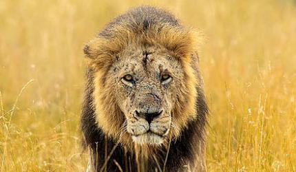 Meet the majestic lions of Maasai Mara 