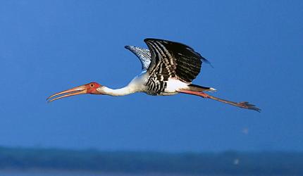 Must See: Fascinating pics of flamingos