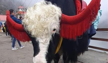 Mountains, Temples And Snow...