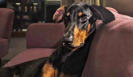 My Pet's Pix: Nifty And Her Many Moods