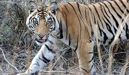 When You Get Plenty Of Tiger Sightings...