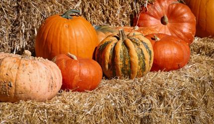Pumpkin Pumpkin, Go Go: 7 Reasons