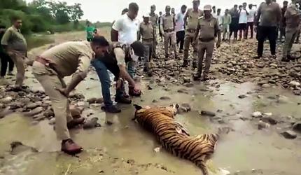 Tiger found dead in MP reserve, toll rises to 10 since Jan 1