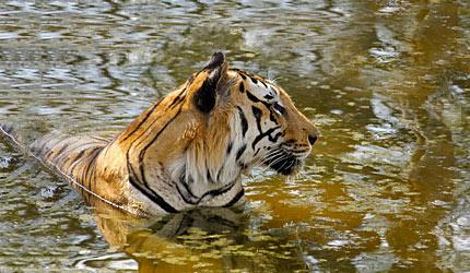 Elusive Majesty: The Glorious Tiger
