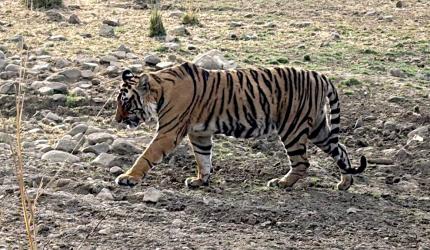 I Spotted A Tiger!