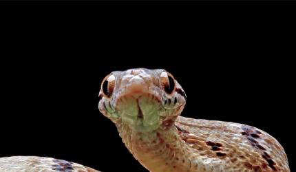 8 Snake-Free Countries