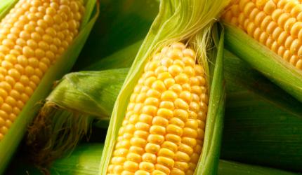 Kernel Of Truth: 8 Key Reasons To Eat Corn