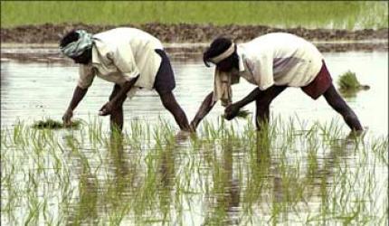 Budget 2012: Booster dose likely for private funds in agriculture