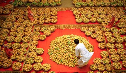UP's Dussehri Mangoes Export to Dubai