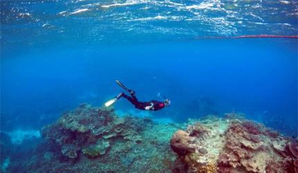 Yakka Skink and ornamental snake halt Adanis in Australia 