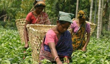 Strait of Hormuz Tension Threatens India Tea Exports