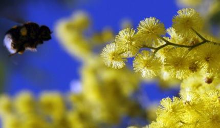 Farmer Killed in Bee Swarm Attack in UP